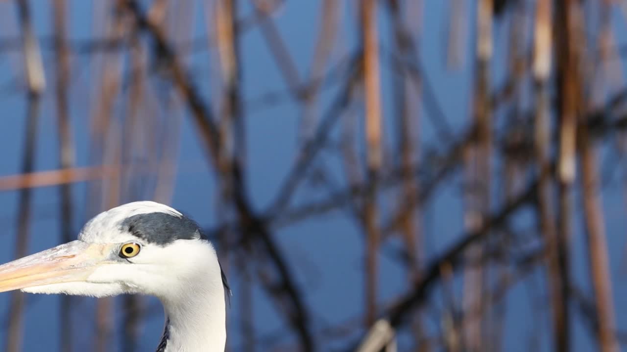 A detailed view of a heron's head with a backdrop of dry reeds and a clear blue sky.