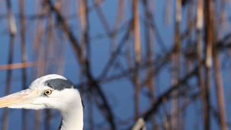 a detailed view of a heron's head with a backdrop of dry reeds and a clear blue sky.