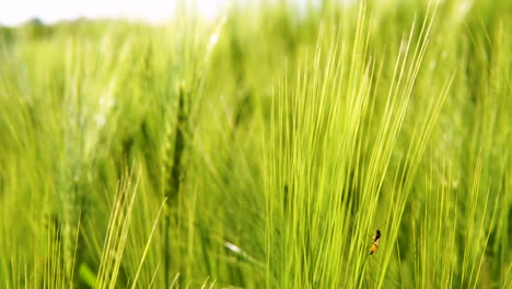 Close-up-of-bee-sucking-on-green-grain-in-farm-acting-as-natural-pollen-dispenser