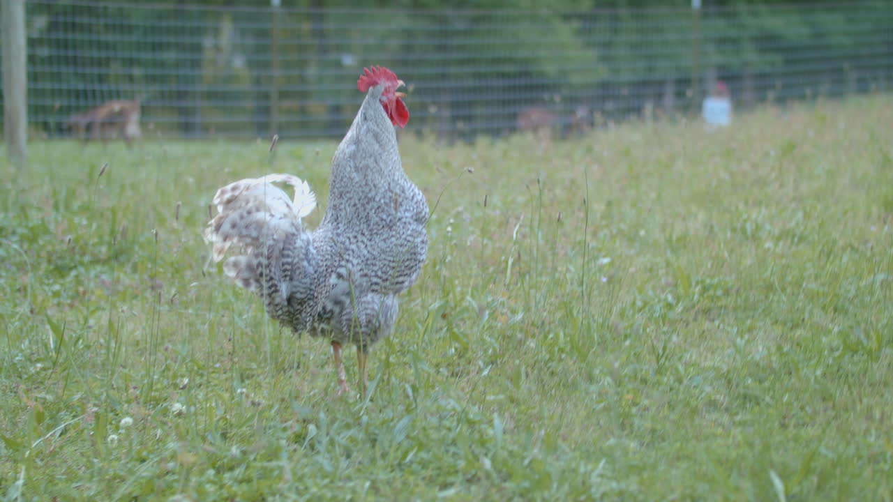 un gallo cantando en una granja