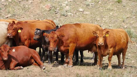 cows standing together in a dusty, dry field in colorado