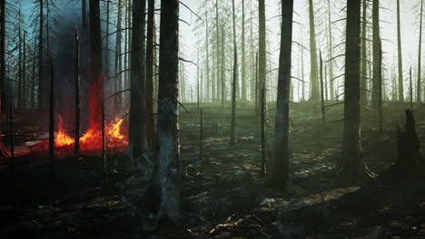 forest fire with burned trees after wildfire