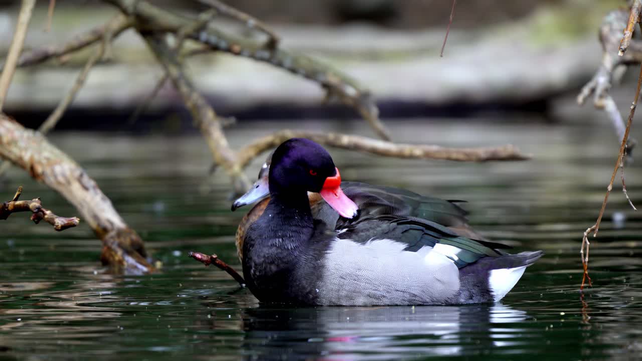 나무 가지 근처의 물에서 몸을 손질하는 장밋빛 청구 포차드 두 마리
