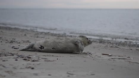 Slow-motion-clip-of-a-seal-resting-on-Blåvand-beach-in-Denmark,-with-the-calm-North-sea-stretching-out-behind-it