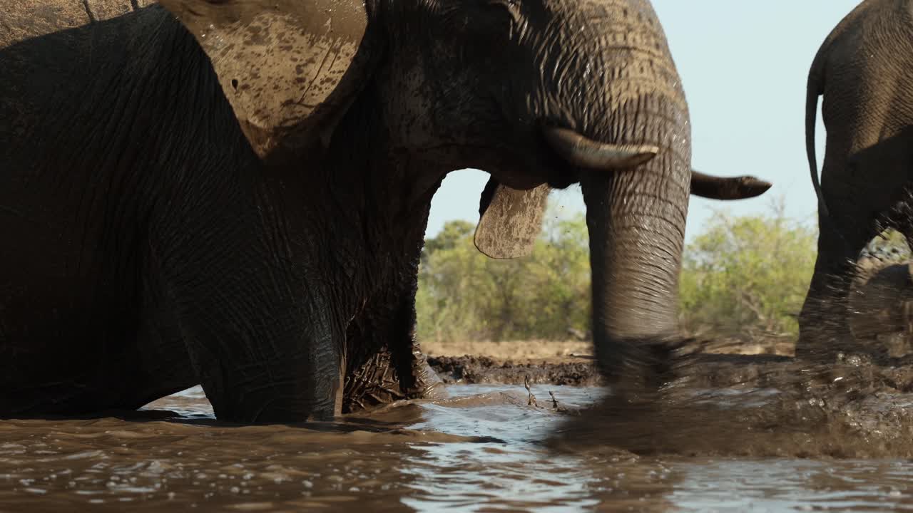 Medium shot of African elephants splashing water in a small waterhole in front of an underground hide, Mashatu Game Reserve.