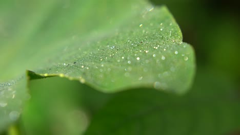 Dew-drops-fall-on-the-leaves-of-the-trees-in-winter