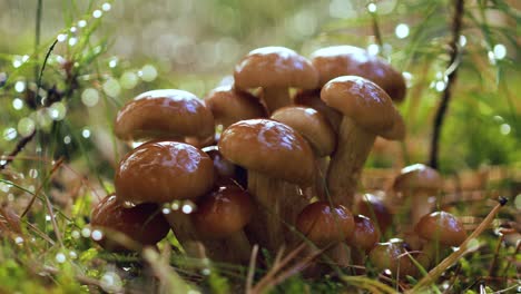 hongos armillaria de agarico de miel en un bosque soleado bajo la lluvia.
