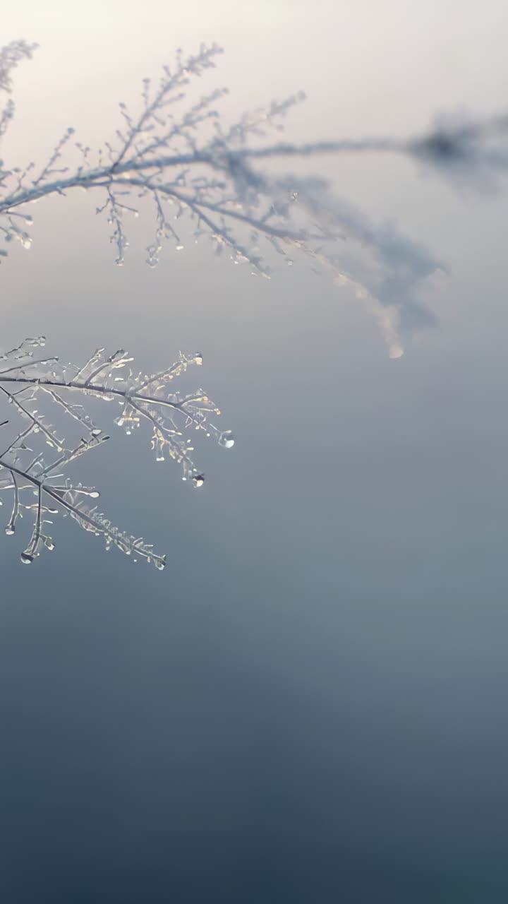 Vertical video: Dawn light shifting, frosted twig holding icy droplets near misty shore, copy space