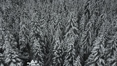 Aerial-view-of-a-snow-covered-forest-in-Idaho,-USA