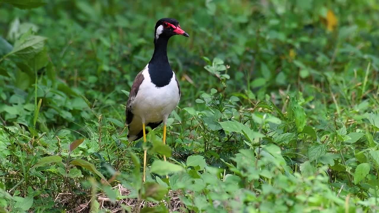 red-wattled lapwing은 태국에서 가장 흔한 새 중 하나입니다.