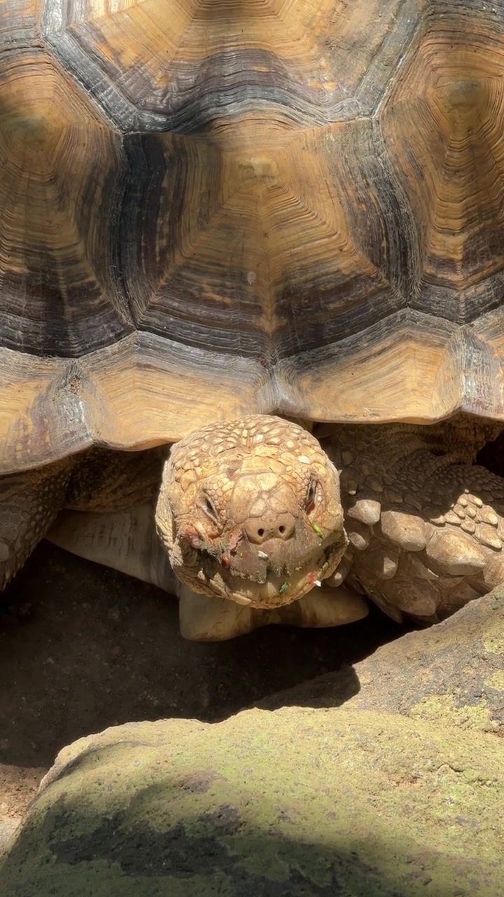 Close-up of a Large Tortoise Eating Green Leaves