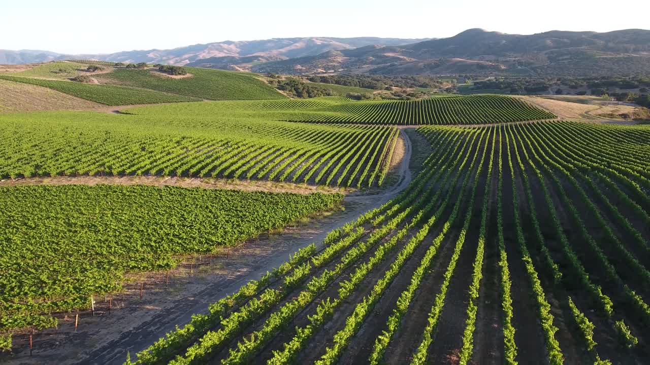 Splendida ripresa aerea di vigneti collinari nella regione vinicola dell'appellazione Santa Rita della California 24