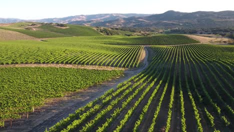 beautiful aerial of hilly vineyards in the grape growing region of californias santa rita appellation 24