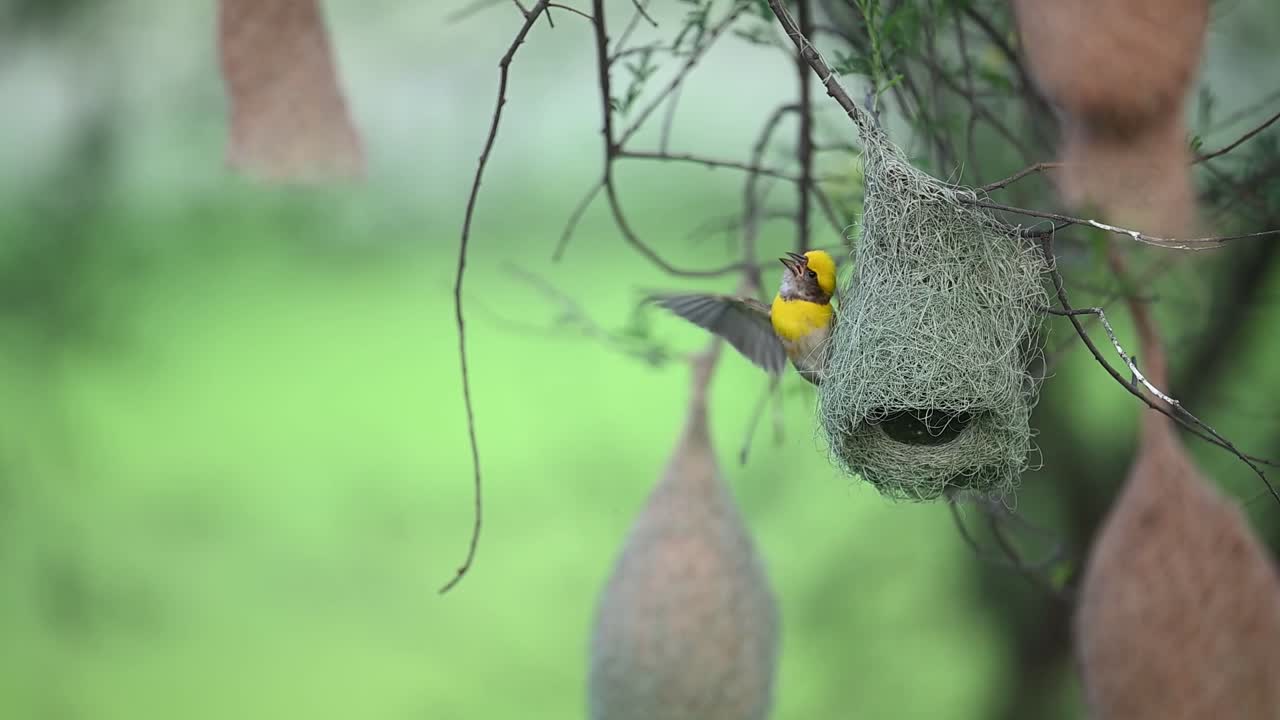 Weaver bird captured in takeoff from its hanging grass nest