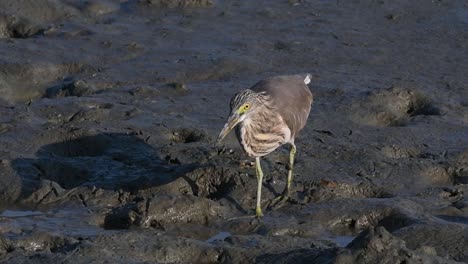 Una-De-Las-Garzas-De-Estanque-Encontradas-En-Tailandia-Que-Muestran-Diferentes-Plumajes-Según-La-Temporada