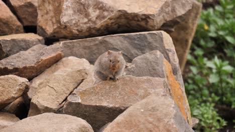 lindo roedor con picazón en la pila de rocas se rasca la cabeza borrosa