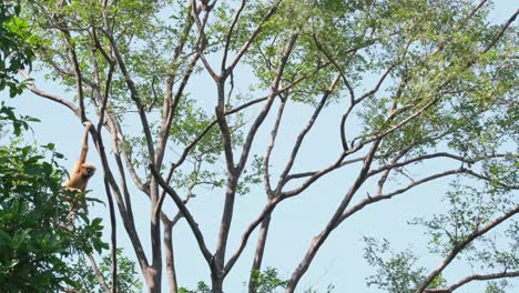 吉本 (hylobates gibbon) 幼蟲 幼蟲, 雌性 幼蟲