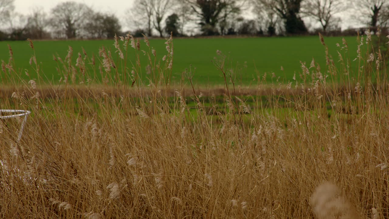 노르폴크 브로드 (norfolk broads) 의 강에 있는 크루저 보트를 지나가는 보드와 함께 그린필드 (greenfield) 를 가진 갈대 (reed) 를 통해 바라보고 있습니다.