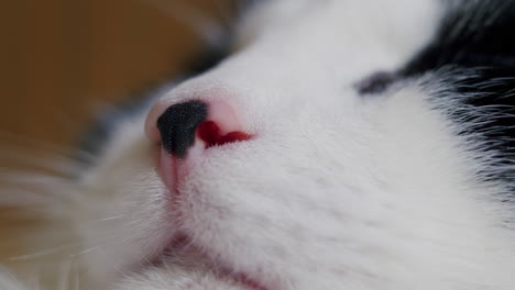 macro cat mouth, whiskers, nose and face