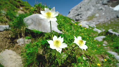 Un-Primer-Plano-De-3-Flores-Silvestres-Y-Una-Montaña-En-El-Fondo-Durante-El-Verano-En-Austria