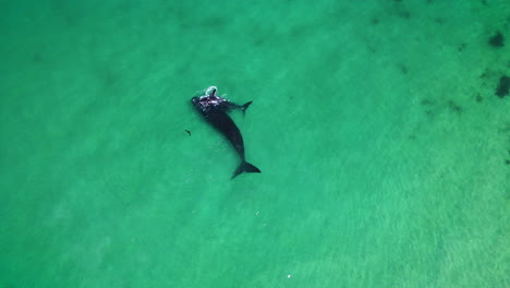 Inquisitive-seal-swims-towards-Southern-Right-calf-nuzzling-its-mom,-aerial