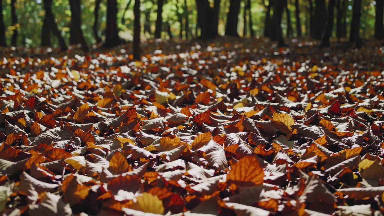 Low-angle video shot of a forest floor covered in autumn leaves, with sunlight filtering