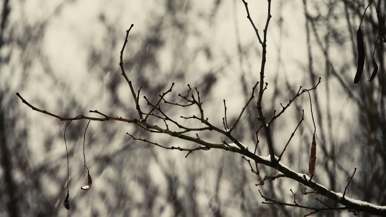 나뭇가지에 눈이 내리다