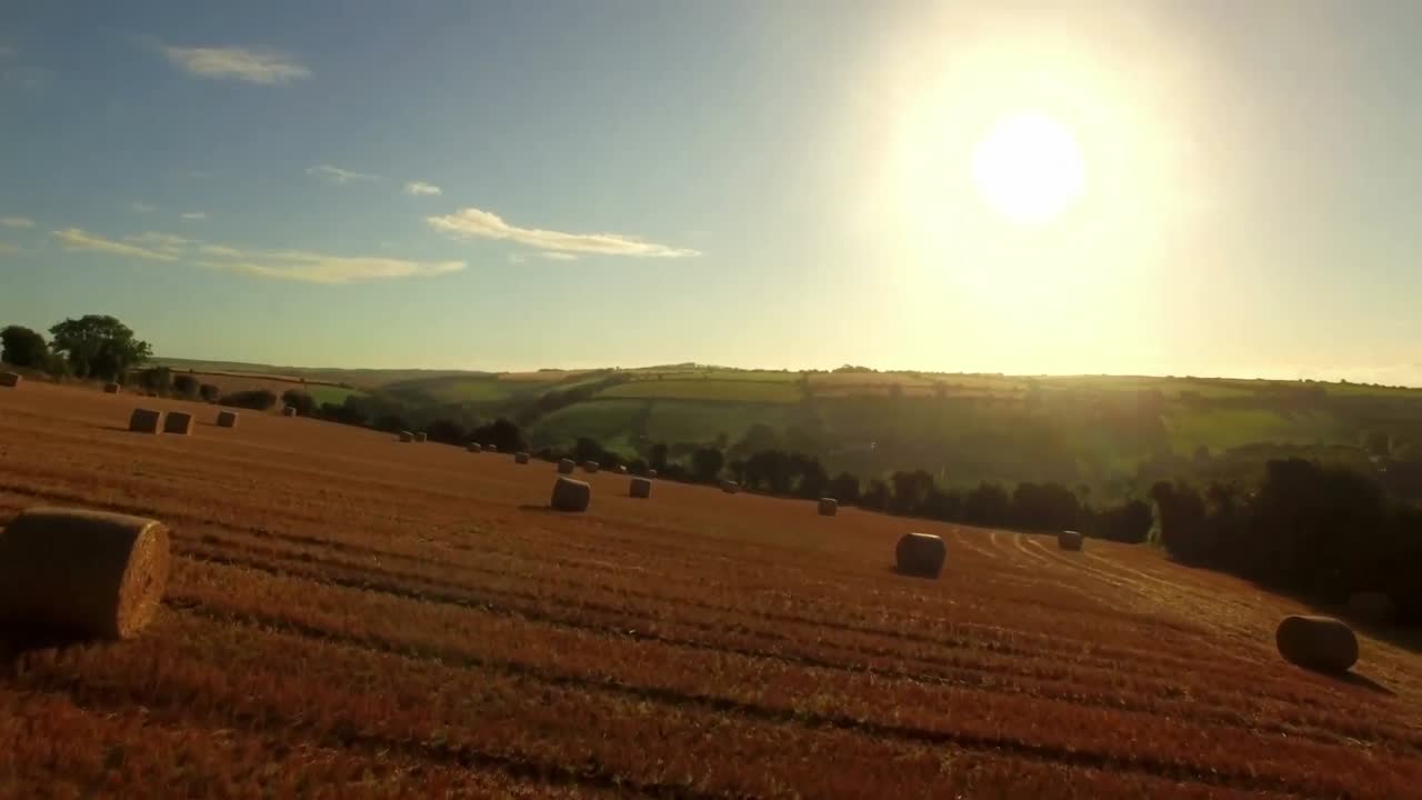 Drone footage of golden fields