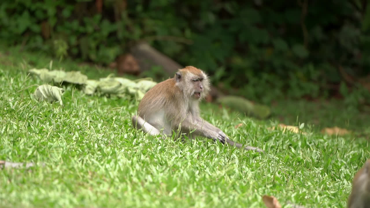 A wild long-tailed macaque (Macaca fascicularis) sits alertly on a lush green grass while foraging for food in a local nature park