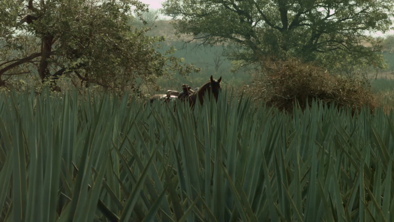 montar a caballo en campos de agave y entre las montañas en la ciudad de tequila, jalisco, méxico