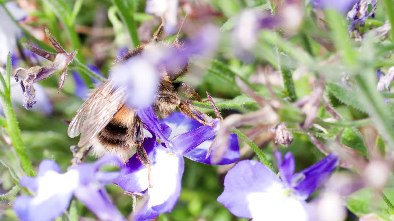 A bumblebee actively gathers pollen from vibrant purple lavender flowers in a sunlit English garden, captured in close-up macro with shallow depth of field