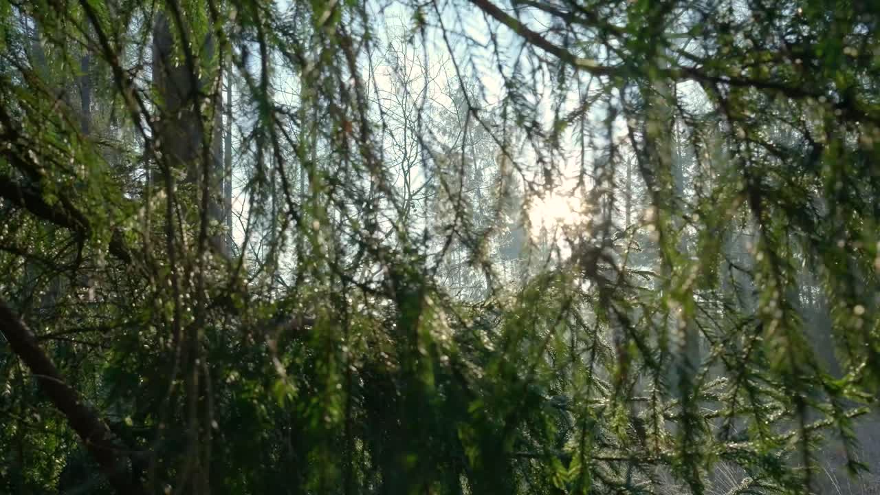 나가지 를 통과 하는 숲 의 빛