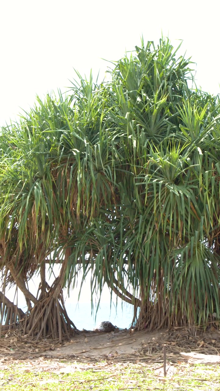 Árvore Pandanus em uma Praia Tropical
