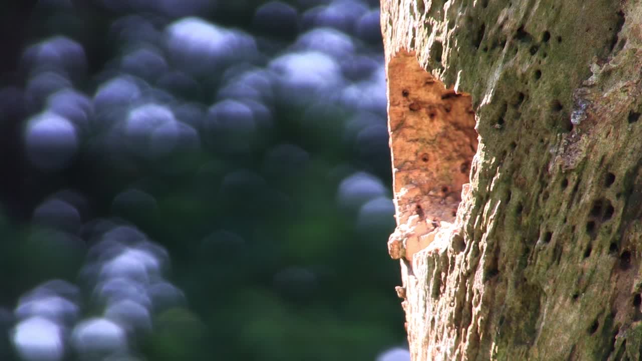 나무에 있는 둥지에 도착하는 붉은 배불뚝이 딱따구리의 아름다운 샷
