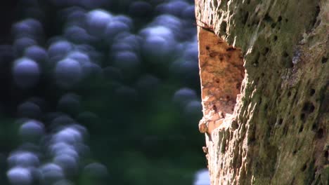 Beautiful-shot-of-a-red-bellied-woodpecker-arriving-at-its-nest-in-a-tree