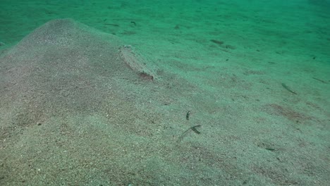 flounder swimming over sandy ocean floor