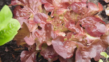 leaves of fresh juicy red lettuce in a garden organic healthy close up zoom in