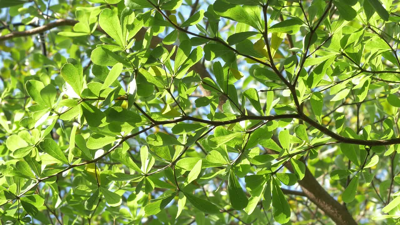Explore beauty of sunlit green leaves in a tranquil forest setting