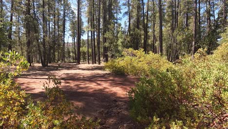 caminando por un bosque en arizona con arbustos secos.