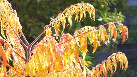 naranja acer arce japonés sopla en el viento en el sol de otoño 2