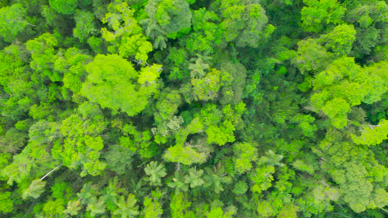 Bird's eye view shows a beautiful and green jungle