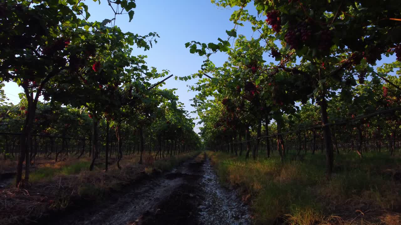 Grape vineyard landscape in harvesting season, Gimbal shot, Maharashtra