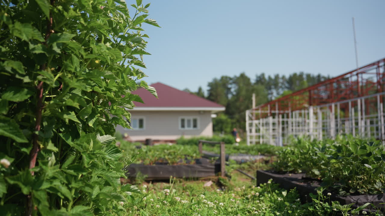 Farmer walking from distance carrying plant as wind sways leaves, crossing vegetable beds toward backyard near brick house with red roof, irrigation visible