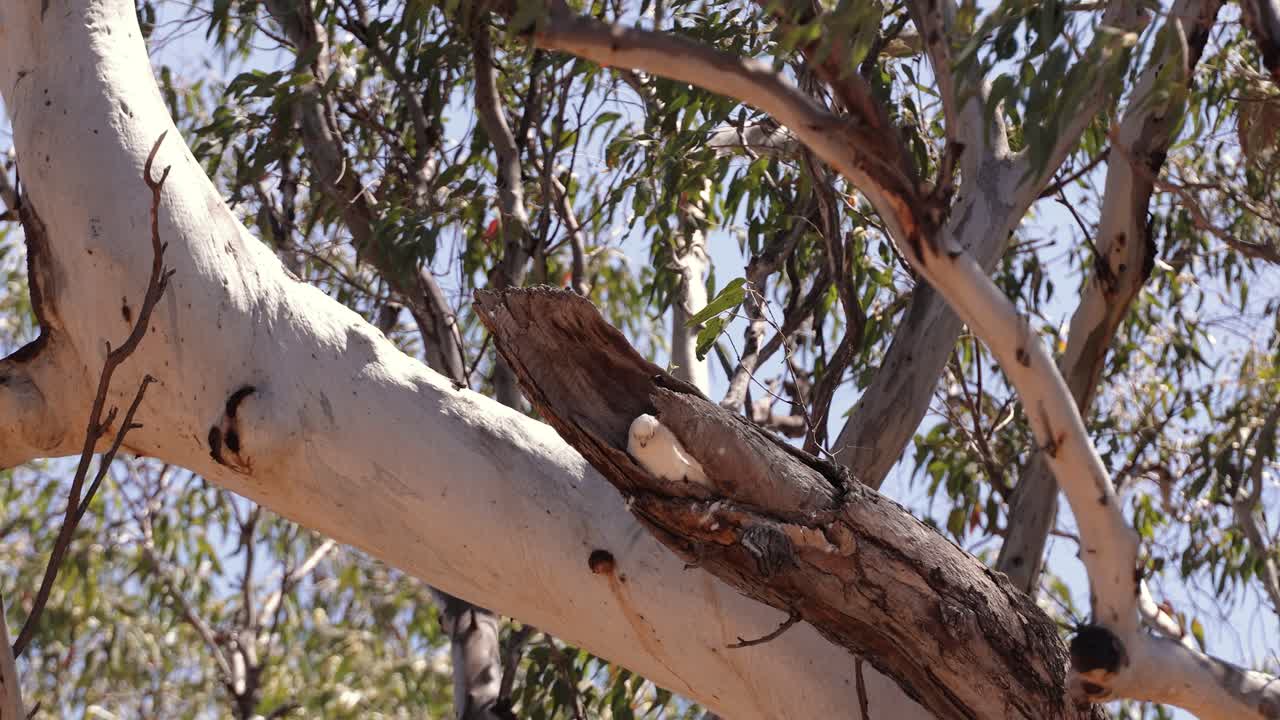 Little Corella sitting in a nest in a hollowed gumtree, Miles, Queensland.