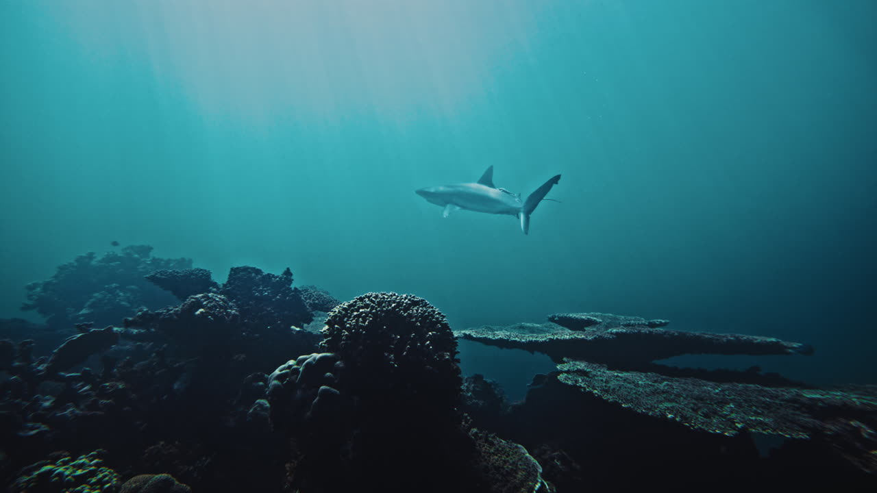 Reef shark sways long tail fin as it swims in clear water above coral with light rays