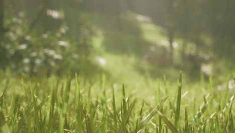 close-up of green grass in a forest