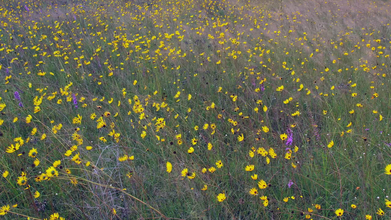 Panning then static shot of meadow full of wildflowers blowing in a breeze