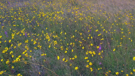 panning then static shot of meadow full of wildflowers blowing in a breeze