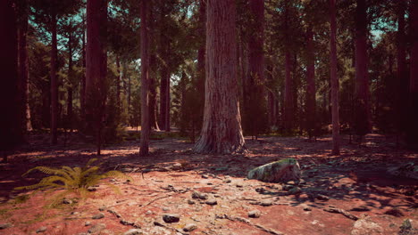 Early-morning-sunlight-in-the-Sequoias-of-Mariposa-Grove