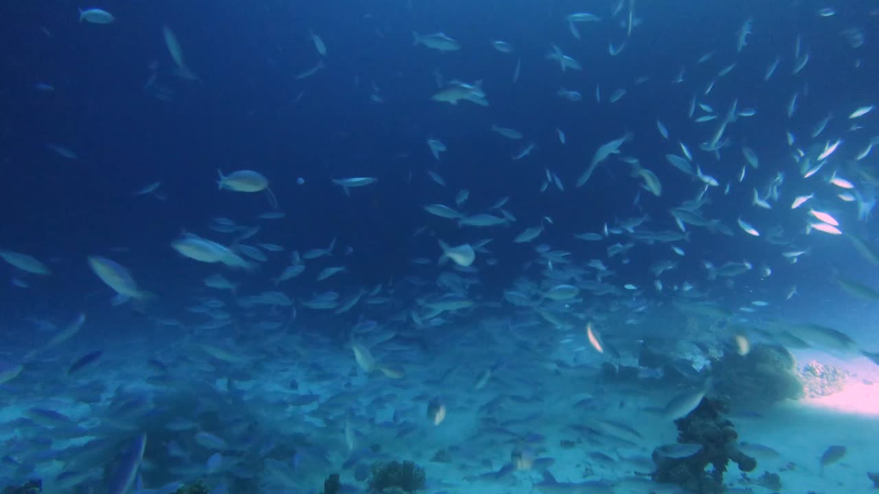 은 바다에서 밤에 산호초에서 먹이를 먹는 엄청난 수의 fusiliers의 4k 비디오 영상